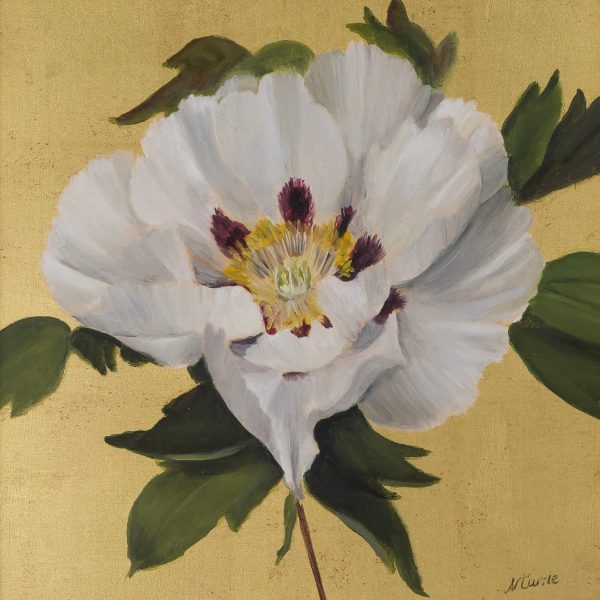 Rockii White Peony 2