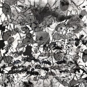 Ants