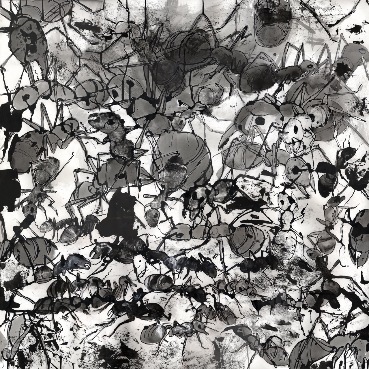 Ants